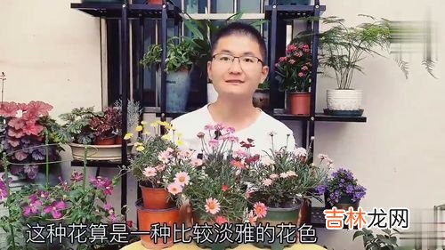 木春菊怎么养,木春菊的养殖方法和注意事项有哪些？