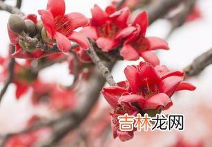 木棉花能吃吗,木棉花是可以吃的吗·？只是花部分哦·功效是什么？