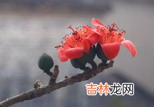 木棉花能吃吗,木棉花是可以吃的吗·？只是花部分哦·功效是什么？