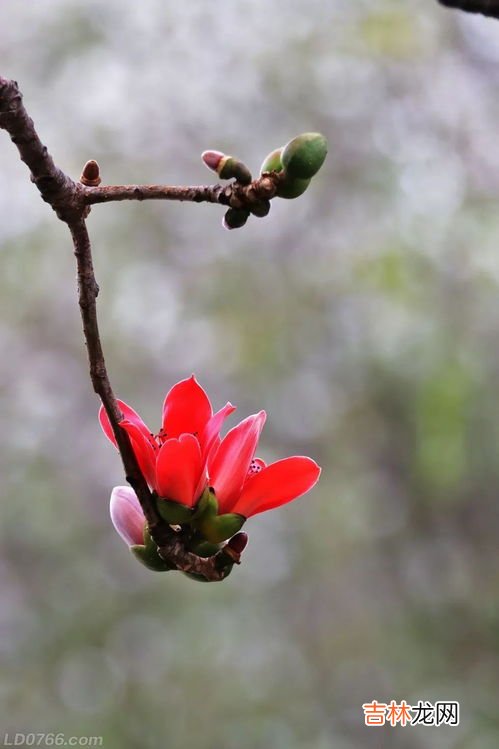 木棉花能吃吗,木棉花是可以吃的吗·？只是花部分哦·功效是什么？