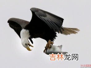 美国的国鸟主要是指什么鸟,各个国家的国鸟都是什么