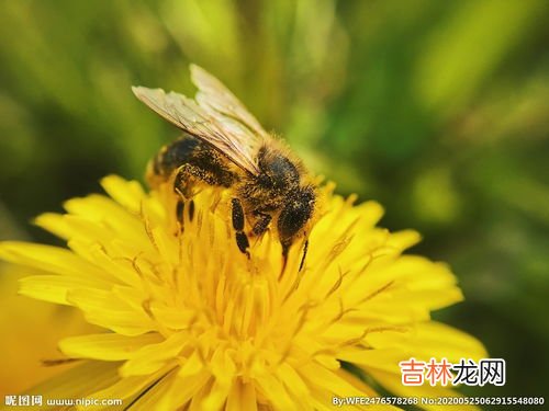 蜜蜂采蜜干嘛用的,蜜蜂为什么要采蜜？