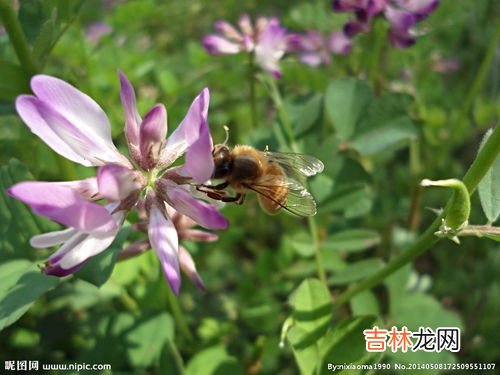 蜜蜂采蜜干嘛用的,蜜蜂为什么要采蜜？