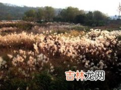 荻花是指什么花,荻花是什么意思