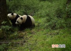 熊猫属于国家几级保护动物,大熊猫是国家几级保护动物?