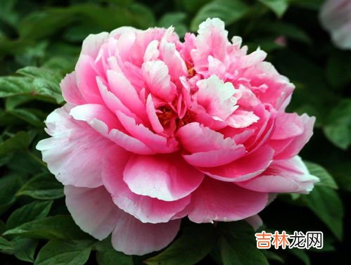 牡丹花的寓意有哪些,牡丹花的寓意和象征