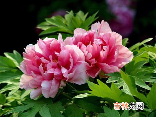 牡丹花的寓意有哪些,牡丹花的寓意和象征