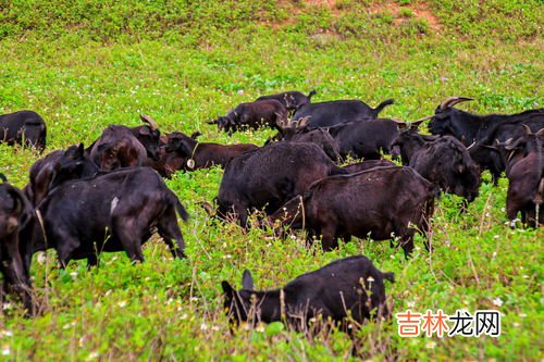 山羊的脚印像什么,山羊脚印像什么?