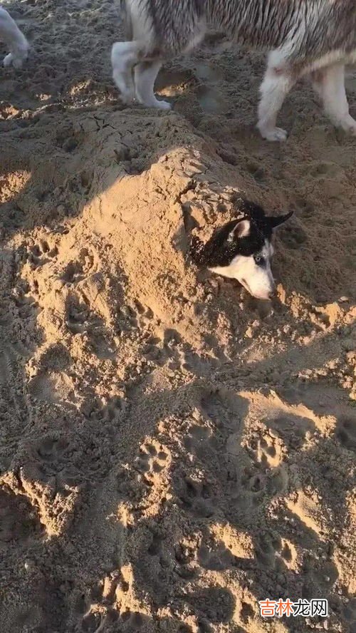 山羊的脚印像什么,山羊脚印像什么?