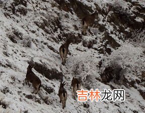 山羊的脚印像什么,山羊脚印像什么?