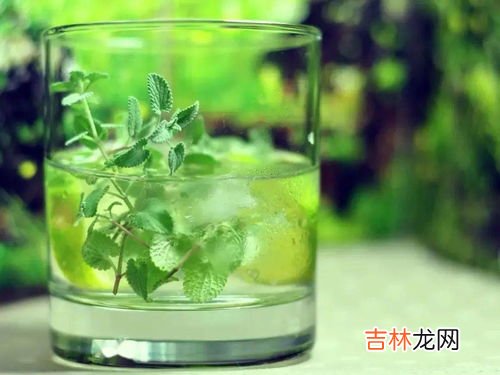 猫薄荷和薄荷的区别,猫草与猫薄荷的区别