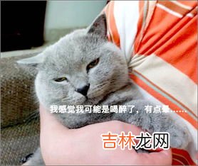 猫薄荷和薄荷的区别,猫草与猫薄荷的区别