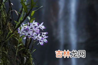 苦竹笋能吃吗,竹笋是苦的还能吃吗 竹笋怎么做不苦