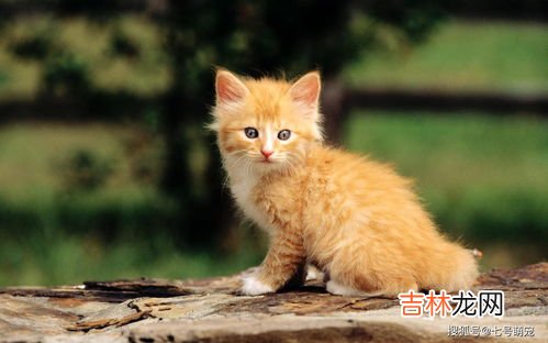 亲猫旗下品牌排行榜,中国十大国产猫粮品牌排行榜
