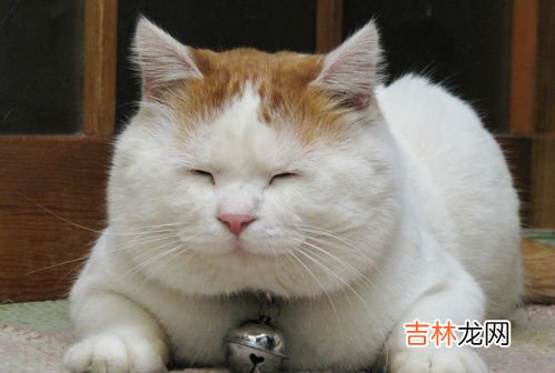 亲猫旗下品牌排行榜,中国十大国产猫粮品牌排行榜