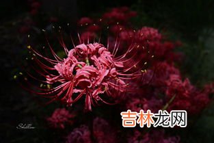 曼珠沙华怎么种,彼岸花该怎么种?