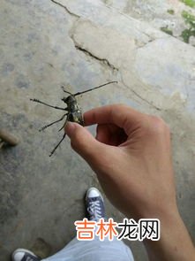 臭大姐是益虫还是害虫,昆虫臭大姐是益虫还是害虫