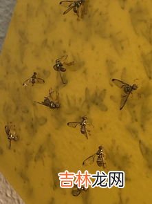 臭大姐是益虫还是害虫,昆虫臭大姐是益虫还是害虫