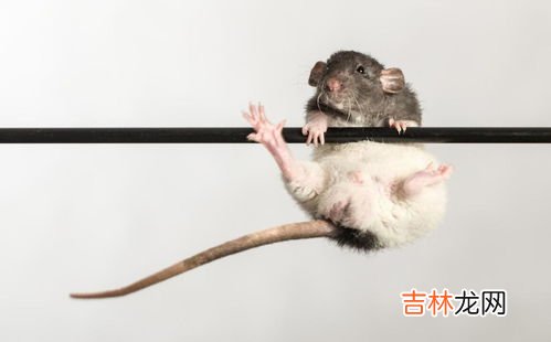 死老鼠臭味对人有害吗,死老鼠臭味对人有害吗