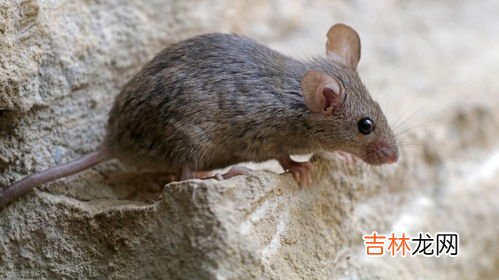 死老鼠臭味对人有害吗,死老鼠臭味对人有害吗