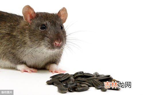 死老鼠臭味对人有害吗,死老鼠臭味对人有害吗
