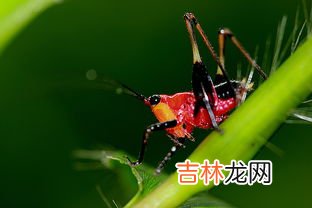 红虫怎么保存一个月不会死,红虫保存60天方法