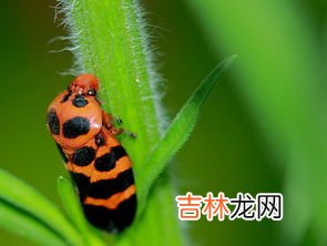红虫怎么保存一个月不会死,红虫保存60天方法