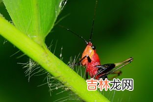红虫怎么保存一个月不会死,红虫保存60天方法
