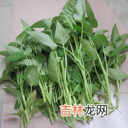 空心菜的热量,炒空心菜的热量是多少？