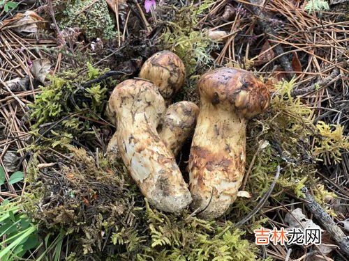 新鲜松茸的价格,松茸多少钱一斤？