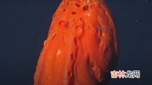 灯笼鱼身体上的发光器官起源于,为什么深海的鱼要挂灯笼