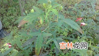 东革人参精华片功效,东革阿里的营养价值