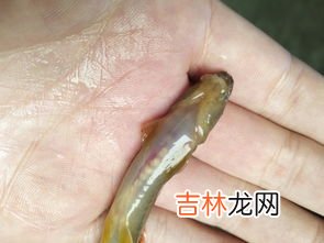 泥鳅属于鱼类吗,泥鳅是鱼吗