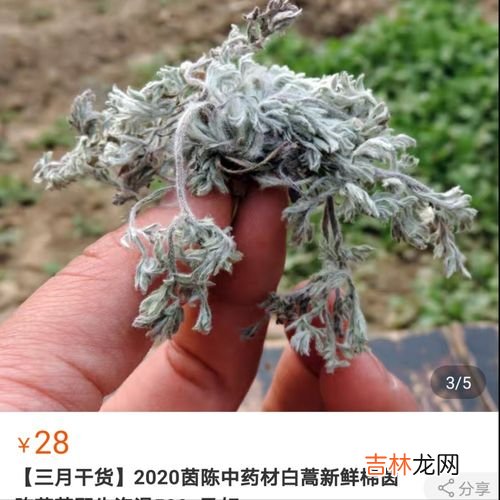 新鲜茵陈的晾干过程,新采摘的茵陈怎么保存 茵陈的保存方法