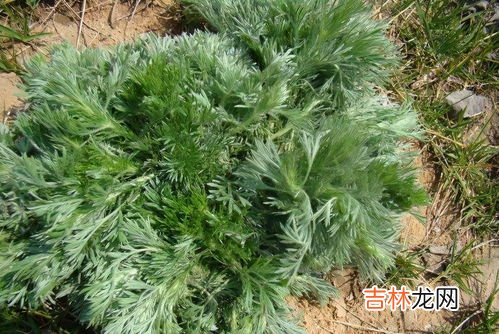 新鲜茵陈的晾干过程,新采摘的茵陈怎么保存 茵陈的保存方法