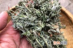 新鲜茵陈的晾干过程,新采摘的茵陈怎么保存 茵陈的保存方法