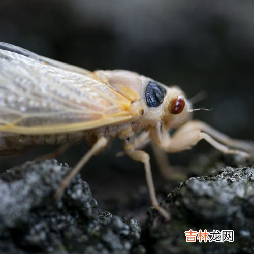 破土和动土的区别,历书说动土和破土有什么区别