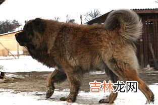 高加索在哪个国家,高加索在哪里