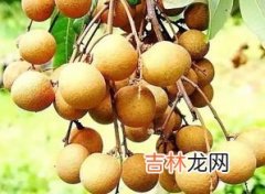 桂圆8a和10a的区别是什么,桂圆干10a与8a的区别？