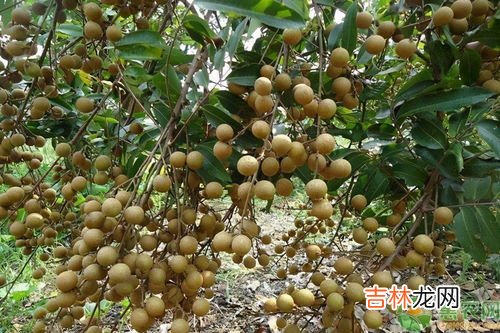 桂圆8a和10a的区别是什么,桂圆干10a与8a的区别？