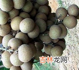 桂圆8a和10a的区别是什么,桂圆干10a与8a的区别？