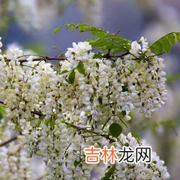 槐树花怎么保存到冰箱,用水烫过的洋槐花是放在冰箱的冷冻还是冷藏,