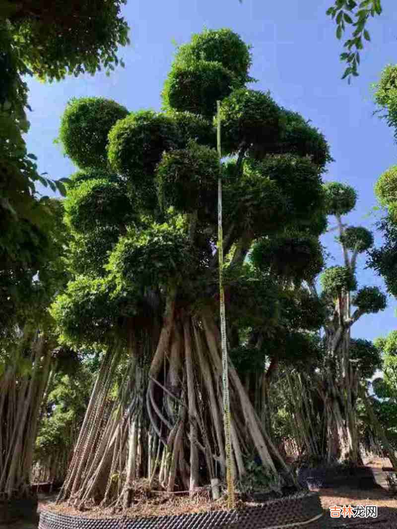 榕树的寓意及象征是什么,榕树的寓意,寓意“荣华富贵”