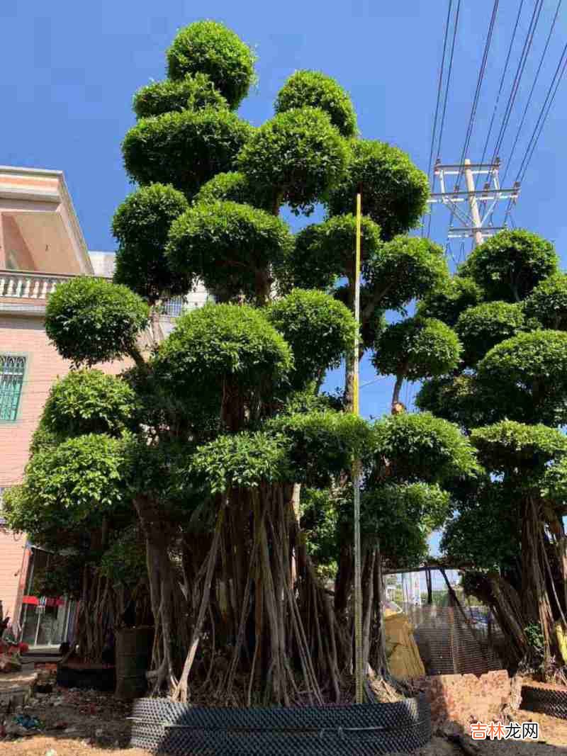 榕树的寓意及象征是什么,榕树的寓意,寓意“荣华富贵”