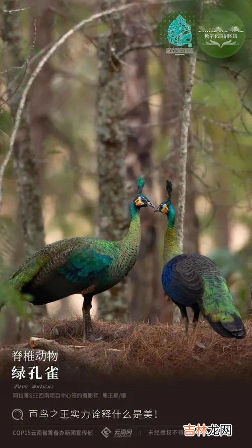 绿孔雀和蓝孔雀的区别,绿孔雀跟蓝孔雀的区别