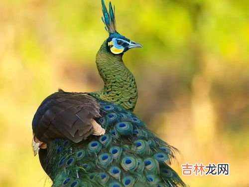 绿孔雀和蓝孔雀的区别,绿孔雀跟蓝孔雀的区别