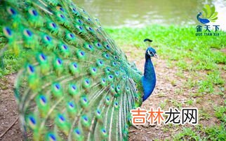 绿孔雀和蓝孔雀的区别,绿孔雀跟蓝孔雀的区别