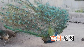 绿孔雀和蓝孔雀的区别,绿孔雀跟蓝孔雀的区别