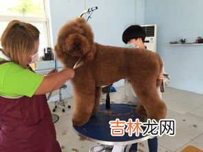 巨型泰迪叫什么,巨型贵宾犬是一种什么样的狗狗呢？