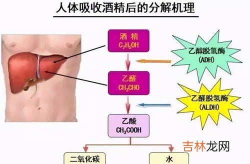 95%的乙醇怎么配成75%,95%的酒精怎么配成75%的酒精